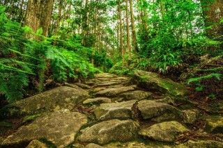 熊野古道 伊勢路の写真