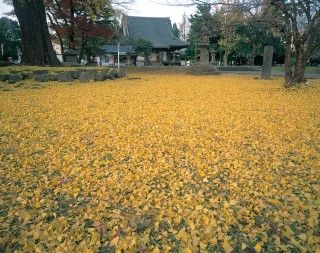 陸奥国分尼寺跡の写真