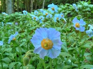 上三依水生植物園