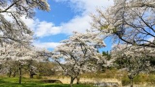 小百川桜公園の写真