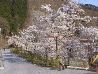 花の渡良瀬公園の写真