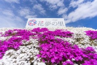 Flower village 花夢の里の写真