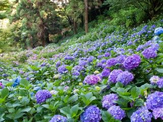 秋葉公園の写真