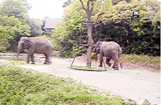 「P.N.くじこず」さんからの投稿写真＠よこはま動物園ズーラシア