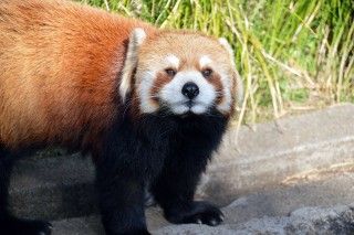 横浜市立野毛山動物園の写真