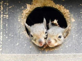 井の頭自然文化園動物園の写真