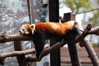 夢見ヶ崎動物公園の写真