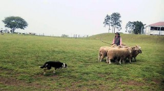 「P.N.eufonius」さんからの投稿写真＠マザー牧場