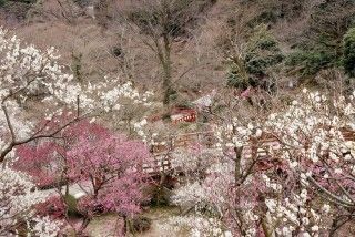 熱海梅園の写真