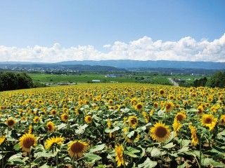 北海道立サンピラーパークの写真