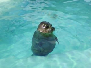 おたる水族館の写真