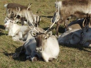 ほろのべトナカイ観光牧場の写真