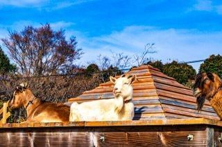 のじま動物園の写真