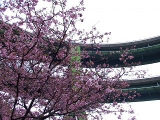 河津七滝ループ橋
