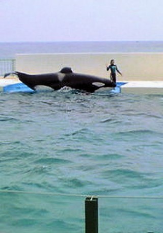 「P.N.ヒデ」さんからの投稿写真＠鴨川シーワールド