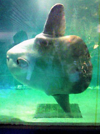 「P.N.キュピー」さんからの投稿写真＠鴨川シーワールド