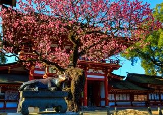 太宰府天満宮