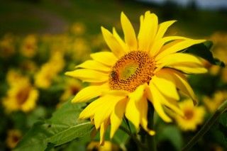 ほおのき平天空のひまわり園の写真