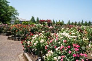 金沢南総合運動公園 バラ園の写真