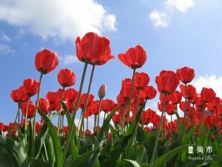 たんとう花公園