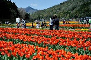 たんとう花公園