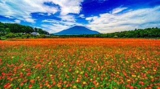 山中湖花の都公園の写真