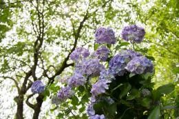 うつぶな公園 南部あじさい祭りの写真
