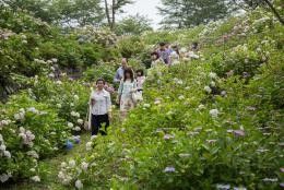 うつぶな公園 南部あじさい祭り