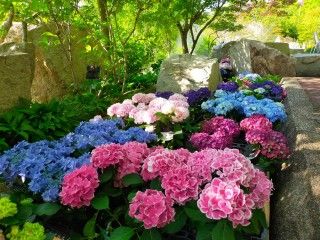 大阪府立花の文化園