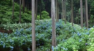 南沢あじさい山の写真