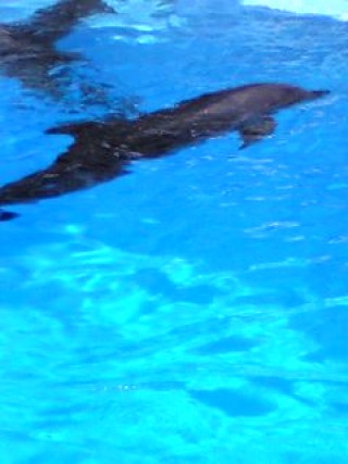 「P.N.匿名希望」さんからの投稿写真＠名古屋港水族館