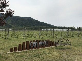 カーブドッチワイナリー