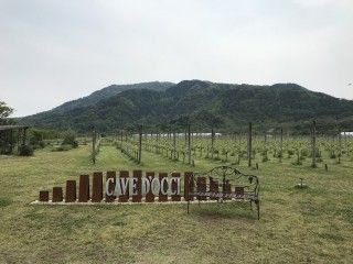 カーブドッチワイナリー