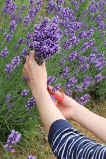 チャイナ・オン・ザ・パーク