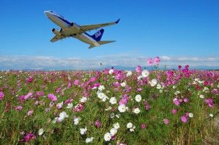 佐賀空港コスモス園の写真