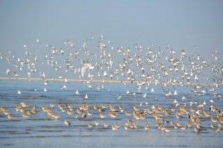 東よか干潟（ラムサール条約湿地）の写真