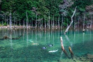 一の俣桜公園の写真
