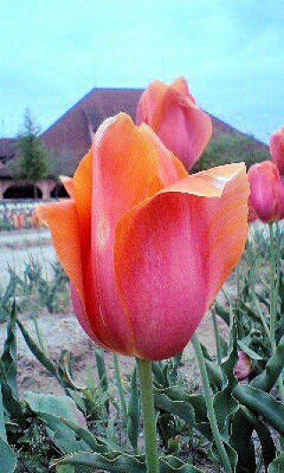 「P.N.Lovers Flowers」さんからの投稿写真＠滋賀農業公園 ブルーメの丘