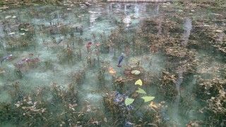 名もなき池（通称:モネの池）