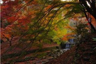 養老公園の写真