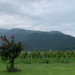 カーブドッチワイナリー