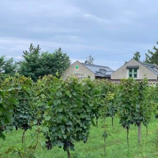 カーブドッチワイナリー