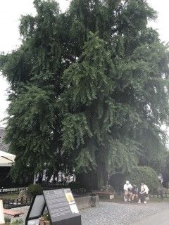 熊本城（銀杏城）