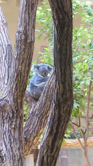 「P.N.のんのん」さんからの投稿写真＠東山動植物園