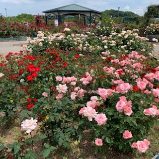 エコパーク水俣