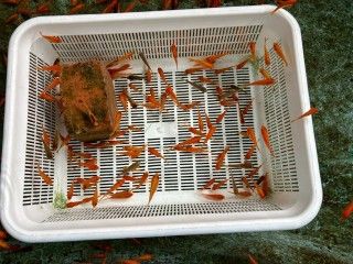 「P.N.ひとりーな」さんからの投稿写真@南郷水産センター