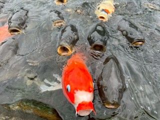 「P.N.ひとりーな」さんからの投稿写真@南郷水産センター