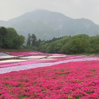 羊山公園（芝桜の丘）
