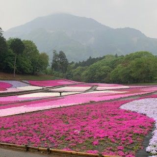 羊山公園（芝桜の丘）