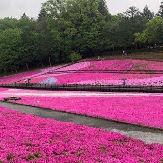 羊山公園（芝桜の丘）
